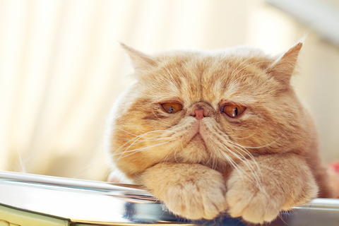 sad old cat Photo by Addingwater Dreamstime
