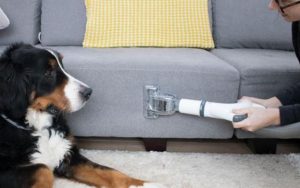 The Best Upholstery Cleaner For Pet Owners Image