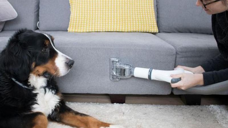 The Best Upholstery Cleaner For Pet Owners Image