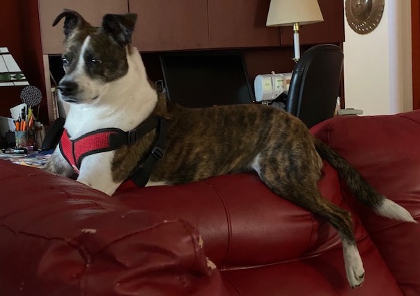 Skippy, the disappointed dog, perched on the back of the couch with his owner's desk in the background