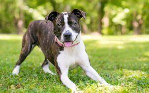 brindle mixed breed dog wants to play, outside on lawn. Photo by Maryswift Dreamstime. For article on disappointing the dog Image