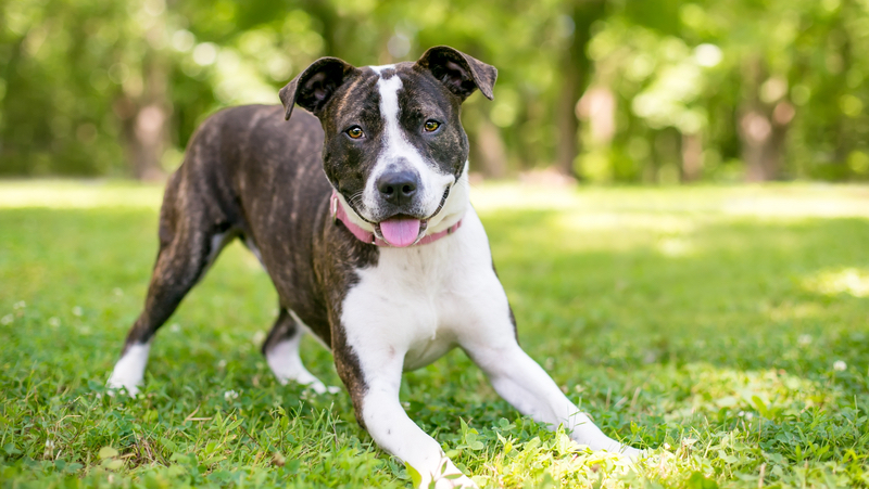 brindle mixed breed dog wants to play, outside on lawn. Photo by Maryswift Dreamstime. For article on disappointing the dog