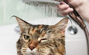 cat getting a bath Photo by Nikiforov Oleg Dreamstime. For article, Jest a Moment: How to bathe a cat. Image
