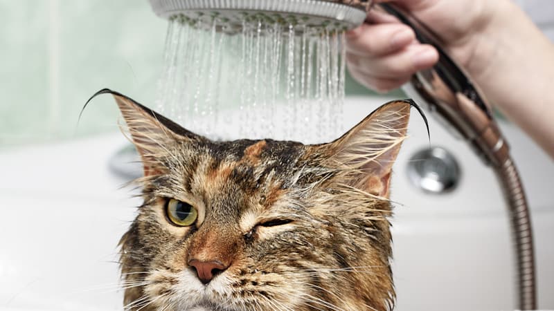 cat getting a bath Photo by Nikiforov Oleg Dreamstime. For article, Jest a Moment: How to bathe a cat.