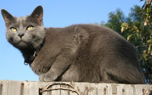 cat on a fence Photo Katherine Elaine Erickson Dreamstime. For article on finding cat-proof fencing and outdoor cat safety Image