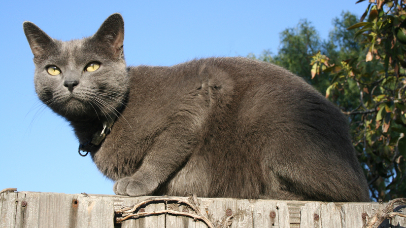 cat on a fence Photo Katherine Elaine Erickson Dreamstime. For article on finding cat-proof fencing and outdoor cat safety