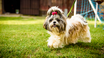 shih tzu dog on a leash Photo by Przemyslaw Iciak Dreamstime