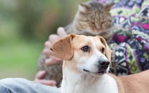 dog and cat on lap Photo by Jevtic Dreamstime. For article on Owning Pets for a Healthy Lifestyle Image