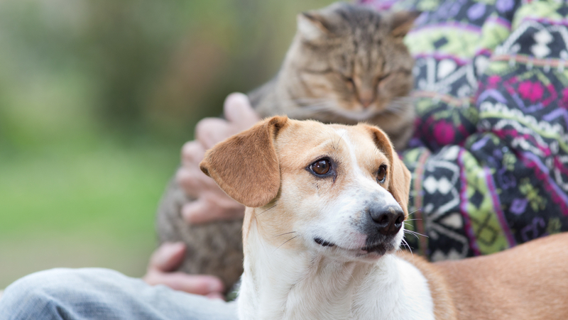 dog and cat on lap Photo by Jevtic Dreamstime. For article on Owning Pets for a Healthy Lifestyle Image