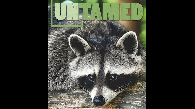 Adorable raccoon face, topped by the word "Untamed," promoting an event that is part of the RVA Environmental Film Festival. In this week's What’s Booming: Tragedy, Comedy, Bluegrass, and Blues