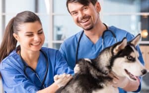two young veterinarians with a husky. Photo by Vadimgozhda Dreamstime. Writer Nick Thomas offers a tongue-in-cheek look at how to choose a vet, notably six warning signs that alert you to walk out immediately! Image
