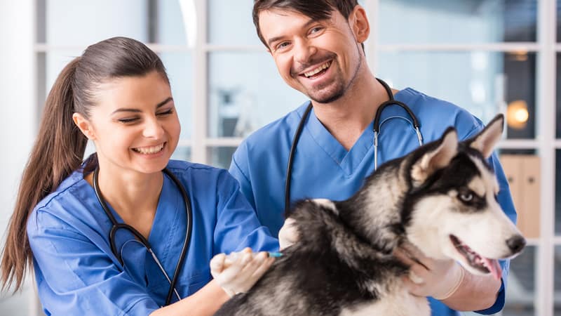 two young veterinarians with a husky. Photo by Vadimgozhda Dreamstime. Writer Nick Thomas offers a tongue-in-cheek look at how to choose a vet, notably six warning signs that alert you to walk out immediately!