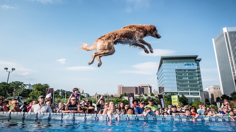 Flying dogs are just part of the excitement at America's premier outdoor and music festival - Riverrock. Image