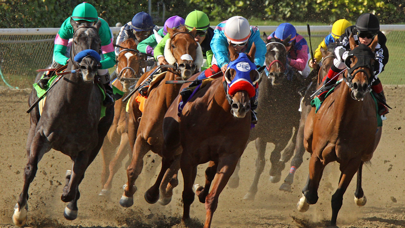 a pack of thoroughbred horses racing at the Kentucky Derby photo by Cheryl Quigley Dreamstime. Writer Nick Thomas shares his sure-fire method for not picking a Kentucky Derby winner. Learn what not to do from his tongue-in-cheek advice.