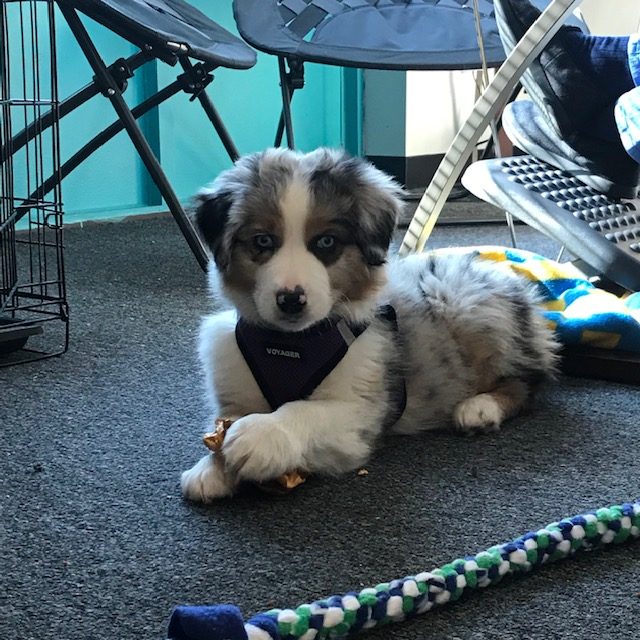 Australian shepherd puppy in an office