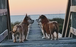 Milo and Minnow at the beach Image