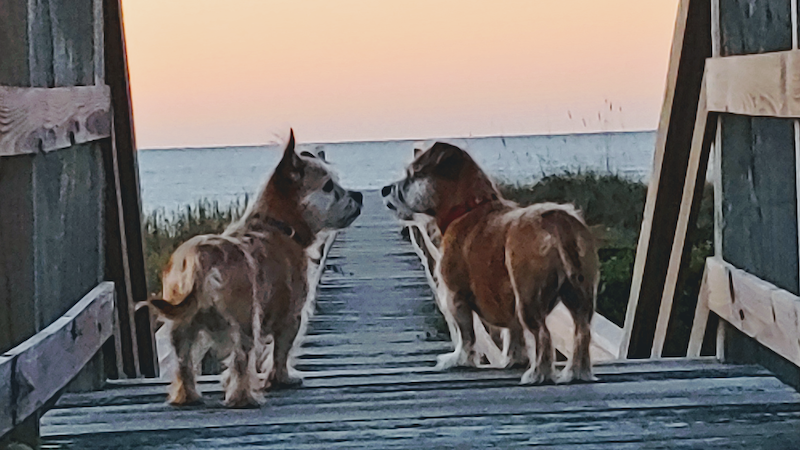 Milo and Minnow at the beach