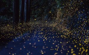 fireflies along a country road. For What's Booming: Bourbon on the Boulevard Image