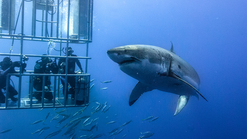 The curtain goes up on two fabulous plays and two well-known national performing acts hit town this week. So get ready for … duunn dun … … duunn dun … … duunn dun duunn dun … … dunn-un dunn-un dunn-un dunn-un … It’s Shark Week at the Science Museum of Virginia!