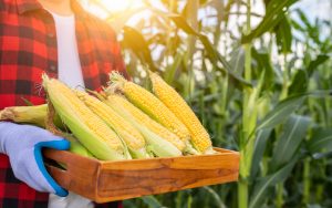 corn on the cob in a basket, held by a farmer in a cornfield. Photo by Pramote Polyamate, Dreamstime. You can reap the abundance of health benefits of corn, from whole grain and digestive perks to nutrients and antioxidants. Image