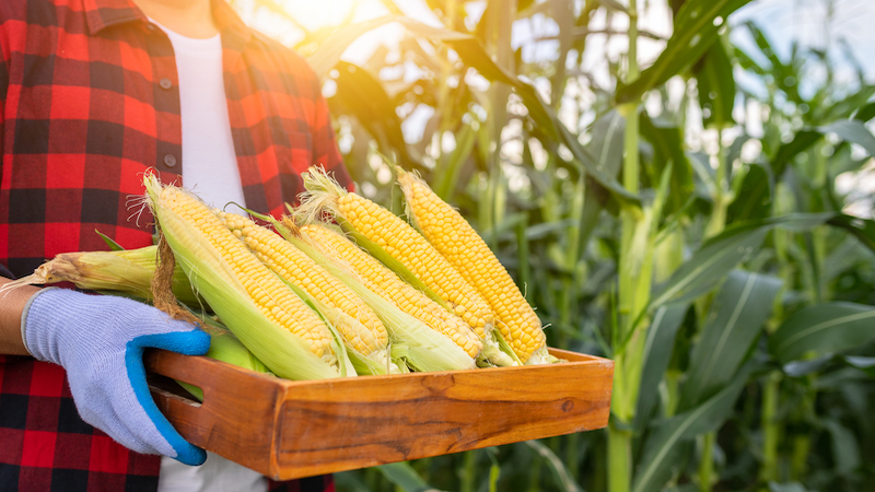 corn on the cob in a basket, held by a farmer in a cornfield. Photo by Pramote Polyamate, Dreamstime. You can reap the abundance of health benefits of corn, from whole grain and digestive perks to nutrients and antioxidants.