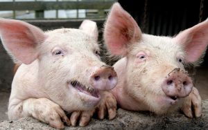 two funny talking pigs looking over a pig pen fence - photo by Janecat11 Dreamstime. Writer and humorist Nick Thomas digs up the history of some common pork idioms that have infiltrated American culture. Image