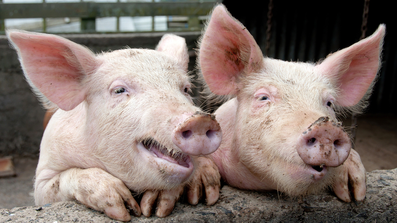 two funny talking pigs looking over a pig pen fence - photo by Janecat11 Dreamstime. Writer and humorist Nick Thomas digs up the history of some common pork idioms that have infiltrated American culture.