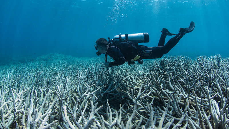 The white death of coral reefs, Licensed Adobe Stock Photography