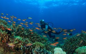 Female scuba diver over a healthy coral reef, Licensed Adobe Stock Photography Image
