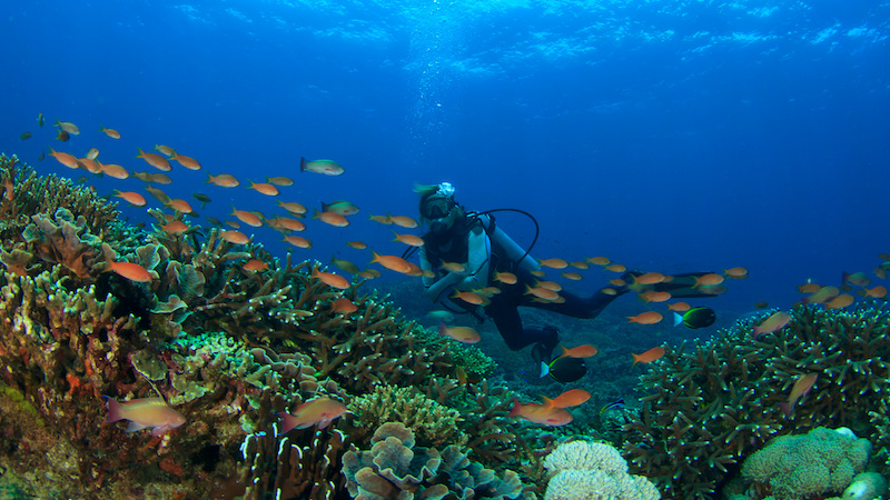 Female scuba diver over a healthy coral reef, Licensed Adobe Stock Photography
