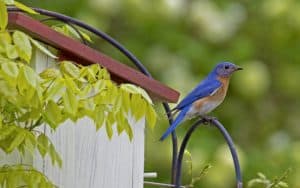 Blue bird perched near the nest. Photo by Betty4240, Dreamstime, for article on finding the beauty in life. Image