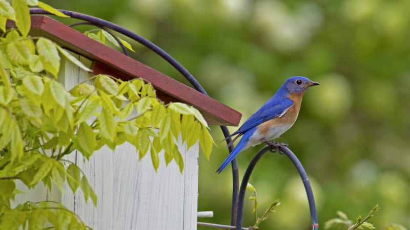 Blue bird perched near the nest. Photo by Betty4240, Dreamstime, for article on finding the beauty in life.