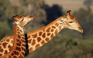 giraffe interaction. photo by Ecophoto Dreamtime, for article on humorous look at animal greetings Image