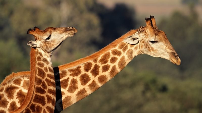 giraffe interaction. photo by Ecophoto Dreamtime, for article on humorous look at animal greetings Image