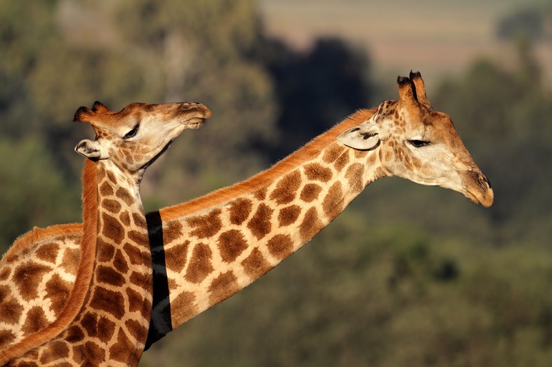 giraffe interaction. photo by Ecophoto Dreamtime, for article on humorous look at animal greetings