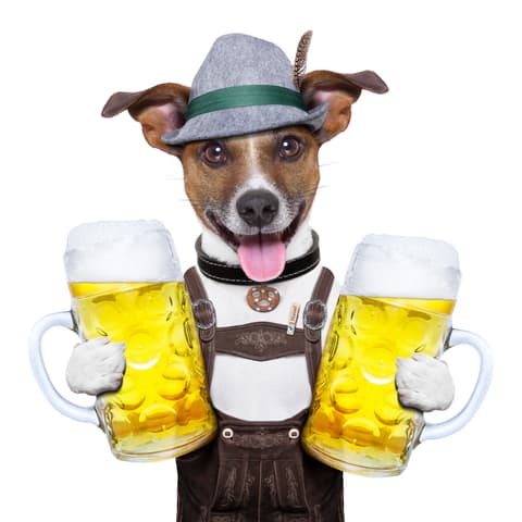 oktoberfest dog. Photo by Damedeeso Dreamstime