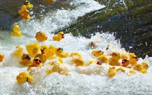 rubber duck racing. Photo by Neil Lockhart, Dreamstime. For what's booming RVA: ducks and yucks Image