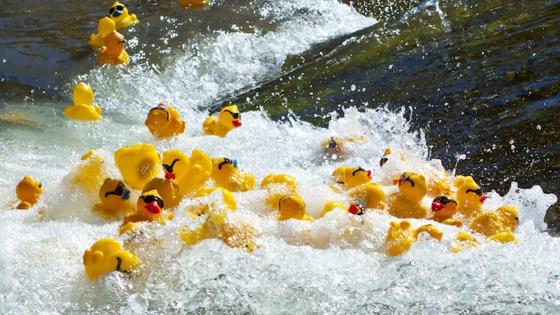 rubber duck racing. Photo by Neil Lockhart, Dreamstime. For what's booming RVA: ducks and yucks