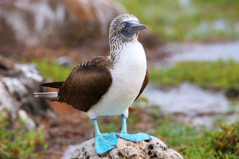 Blue footed booby Donyanedomam Dreamstime. For article, 'Tis the Season for Birding and Birdwatching