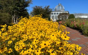 Yellow Fall Flowers in front of Conservatory. From Lewis Ginter Botanical Garden, Richmond. Fall into classic fun with modern twists and turns on Shakespeare and Mozart, ballet with a message, a festival in the Garden, and … The Taters!  Image