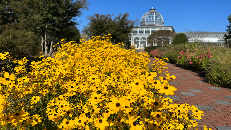 Yellow Fall Flowers in front of Conservatory. From Lewis Ginter Botanical Garden, Richmond. Fall into classic fun with modern twists and turns on Shakespeare and Mozart, ballet with a message, a festival in the Garden, and … The Taters! 