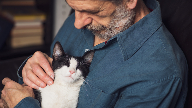 man petting cat Saletomic Dreamstime. For article on keeping an indoor cat happy