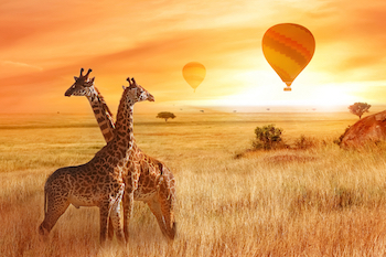 Giraffes in the African savanna against the background of the orange sunset. Flight of a balloon in the sky above the savanna, Africa, Tanzania.