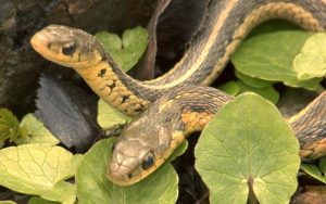 picture of two snakes in the leaves. Image by Bruce Macqueen, Dreamstime. Used for the Boggle Find the Snakes puzzle Image