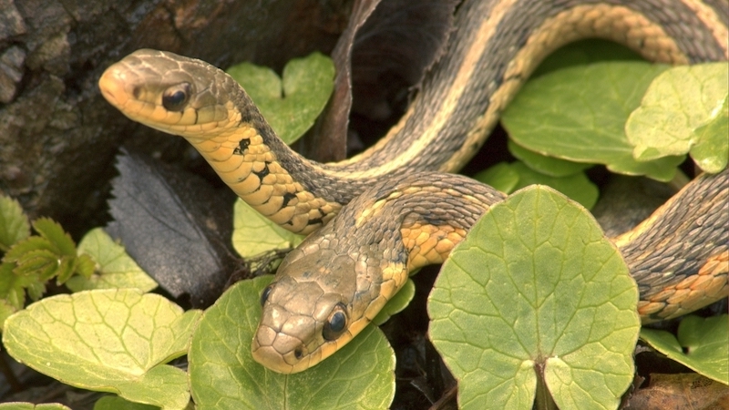 picture of two snakes in the leaves. Image by Bruce Macqueen, Dreamstime. Used for the Boggle Find the Snakes puzzle Image