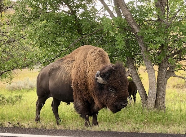 A bison at Theodore Roosevelt National Park in North Dakota; picture taken from the car.