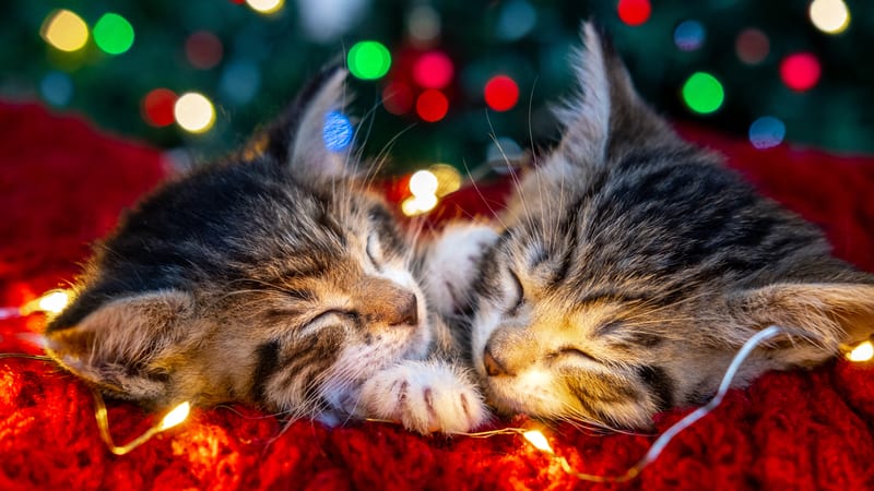 two kittens in front of Christmas lights, by Natalia Kuzina. More What’s Booming RVA: December 14 +