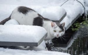 A cat in the snow. Image by Compuinfoto. Do you worry about stray cats during the cold of winter? These instructions for creating a winter cat shelter might help. Image