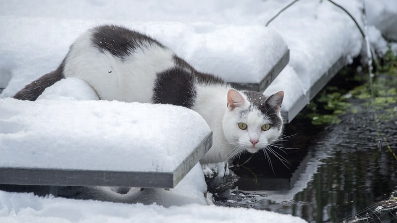 A cat in the snow. Image by Compuinfoto. Do you worry about stray cats during the cold of winter? These instructions for creating a winter cat shelter might help.
