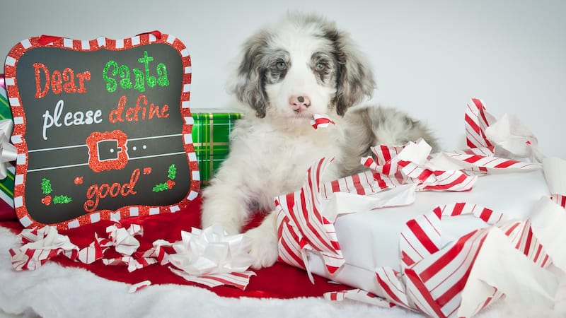 Adorable Australian shepherd puppy beside torn wrapping on a Christmas present and a sign that says 